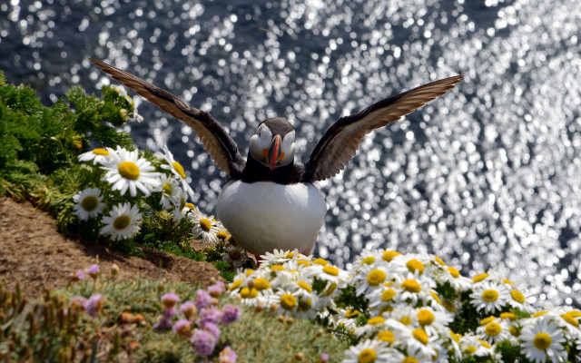 Bird cliff water daisies nature free wallpaper - medium preview image