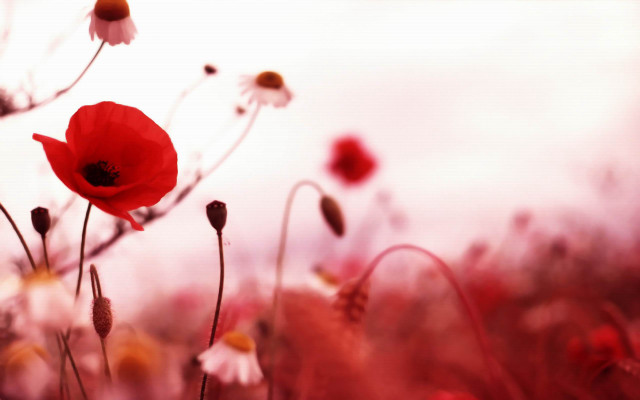 Flower field red rose blood free wallpaper - medium preview image