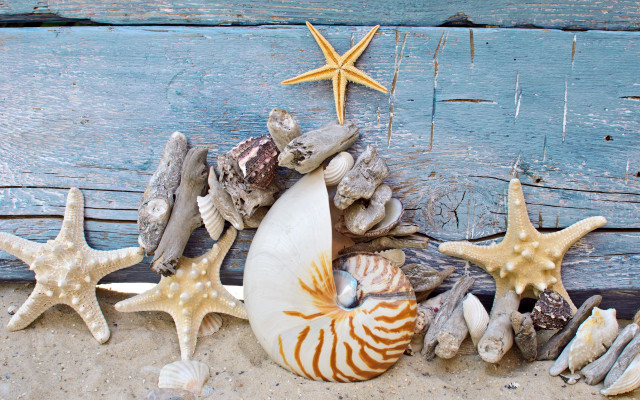 Sea shells starfish beach blue free wallpaper - medium preview image
