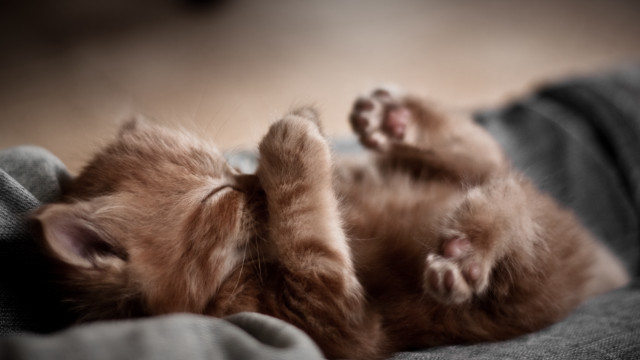 Kitten laying on blanket florianne free wallpaper - medium preview image
