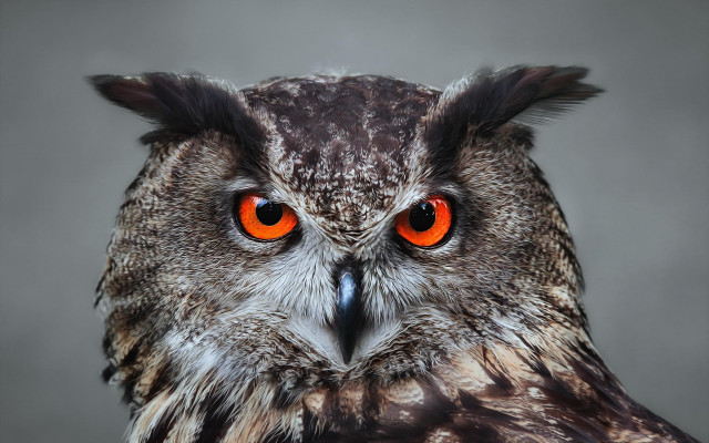 Owl orange eyes black background #5 free wallpaper - medium preview image