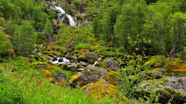 Waterfall forest green plants rocks free wallpaper - medium preview image