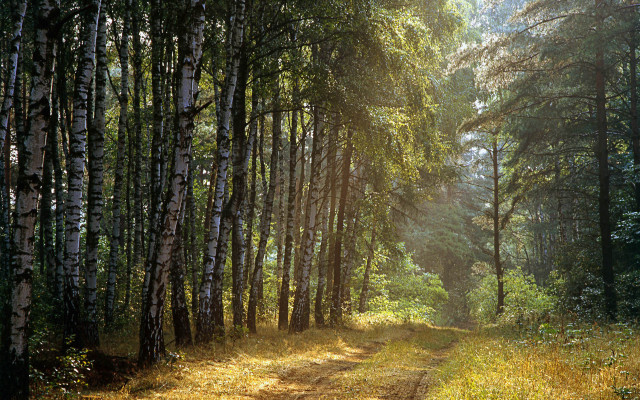 Dirt road forest trees trail free wallpaper - medium preview image