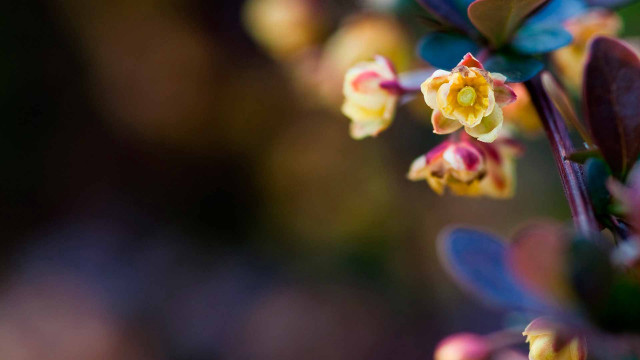 Flower macro bokeh motionblur depthoffield free wallpaper - medium preview image