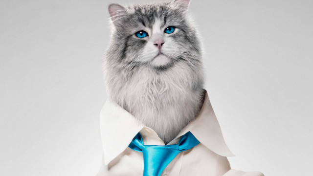 White cat blue tie character free wallpaper - medium preview image