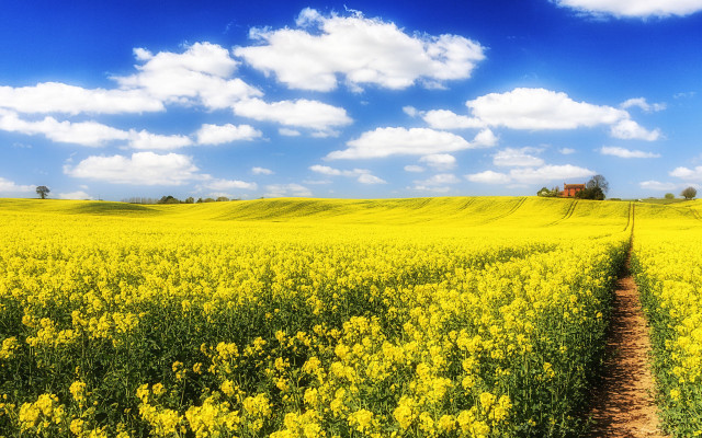 Yellow flower field dirt path #2 free wallpaper - medium preview image