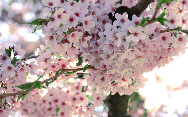Pink flower sunny tree blossoms free wallpaper - medium preview image