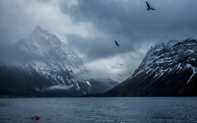 Bird water mountains sky flock free wallpaper - medium preview image