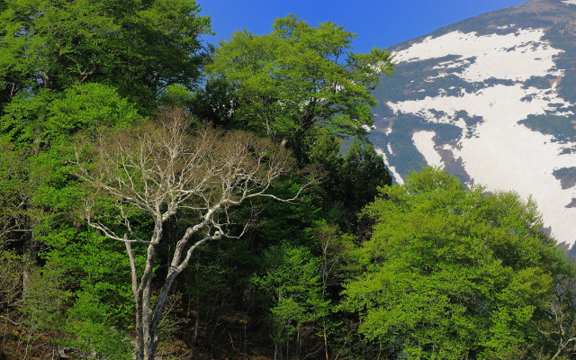 Mountain snowpeak cows trees bench free wallpaper - medium preview image