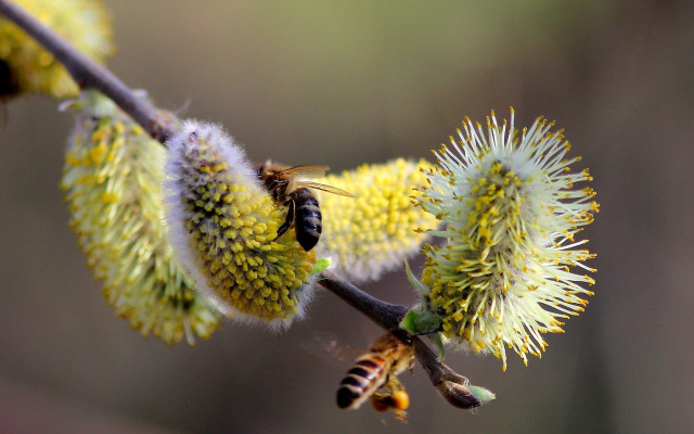 Bee branch flowers macro fireworks free wallpaper - medium preview image