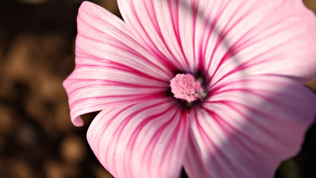 Pink flower white center brown free wallpaper - medium preview image