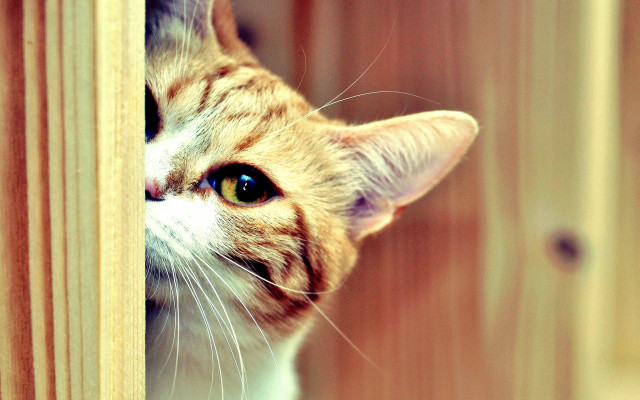 Cat peeking door blue eyes free wallpaper - medium preview image