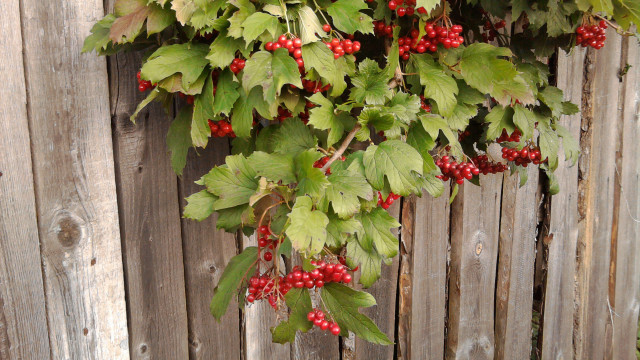 Berries wooden fence leaves red #2 free wallpaper - medium preview image
