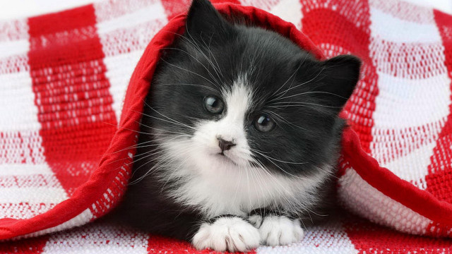 Black white kitten under red free wallpaper - medium preview image