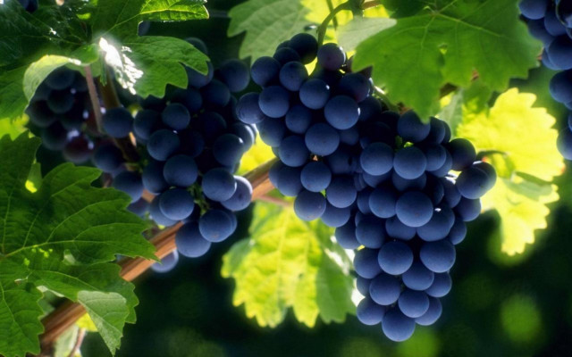 Grapes vineyard leaves sun blurry free wallpaper - medium preview image