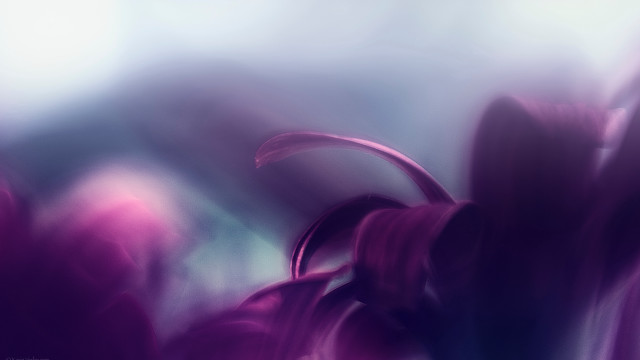 Purple flower blue background adrian free wallpaper - medium preview image