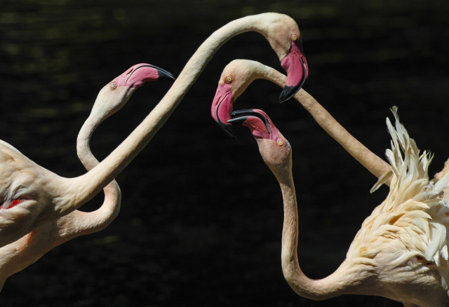 Flamingos neck touch kitsch macro free wallpaper - medium preview image