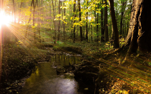 Forest stream sunshine cityscape bridge free wallpaper - medium preview image