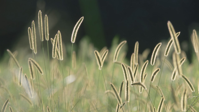 Grass blurry background tiltshift nature #2 free wallpaper - medium preview image