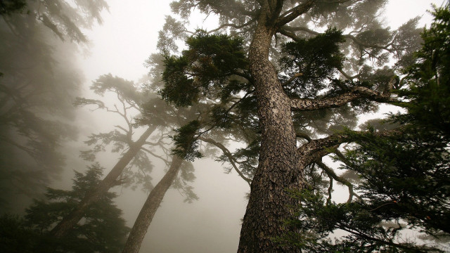 Foggy forest bench mist autumn free wallpaper - medium preview image