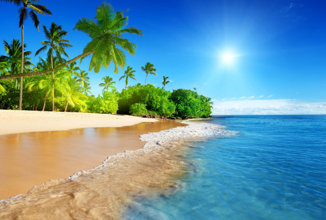 Beach palm trees sandy shore free wallpaper - medium preview image