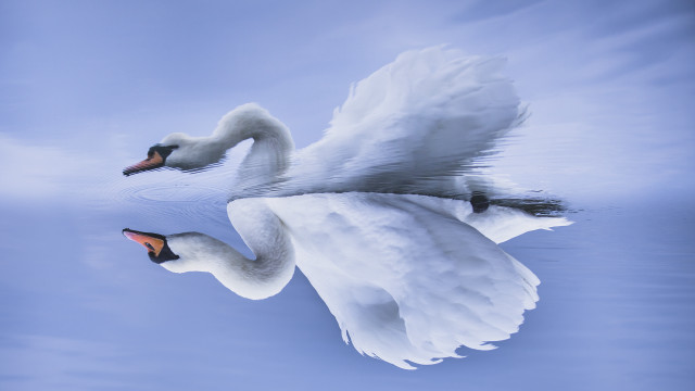 Swan water wings spread ultrafine free wallpaper - medium preview image