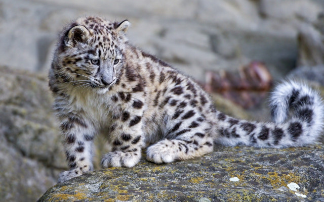 Snow leopard cub rock moss free wallpaper - medium preview image