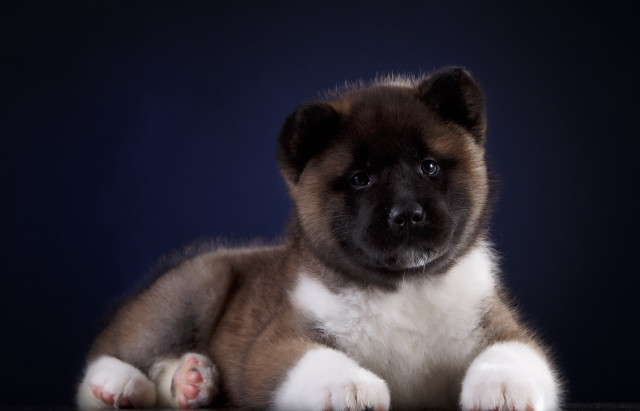 Puppy sitting table sad look free wallpaper - medium preview image