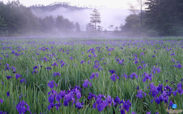 Purple flower field foggy background free wallpaper - medium preview image