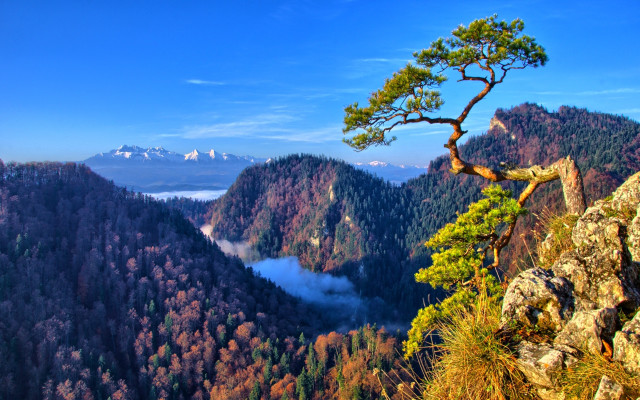 Tree cliff valley mountains lake free wallpaper - medium preview image