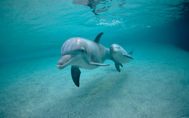 Dolphin ocean swimming bubbles horizon free wallpaper - medium preview image