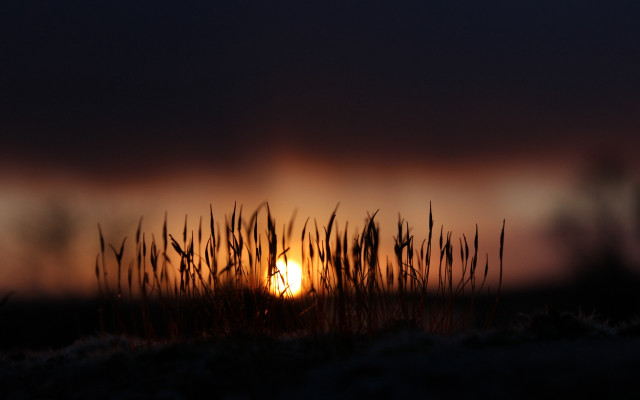 Sunset dark sky grass person free wallpaper - medium preview image