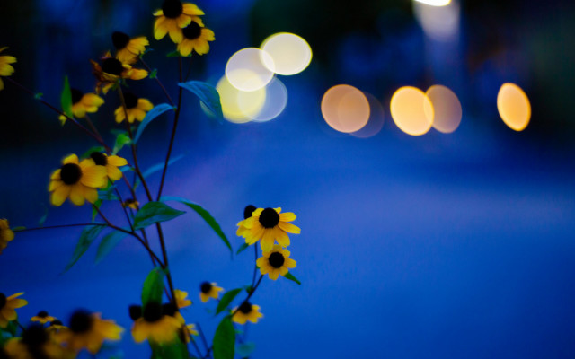 Yellow flower vase table magic free wallpaper - medium preview image