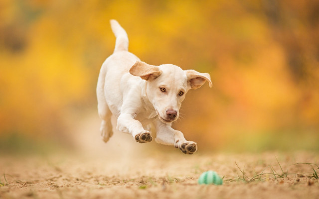 White dog running green ball free wallpaper - medium preview image