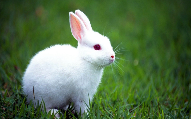 White rabbit grass red eye #2 free wallpaper - medium preview image
