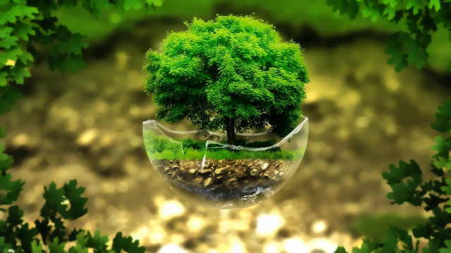 Tree vase green leaves rock free wallpaper - medium preview image