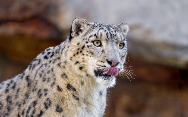 Snow leopard tongue out wildlife free wallpaper - medium preview image
