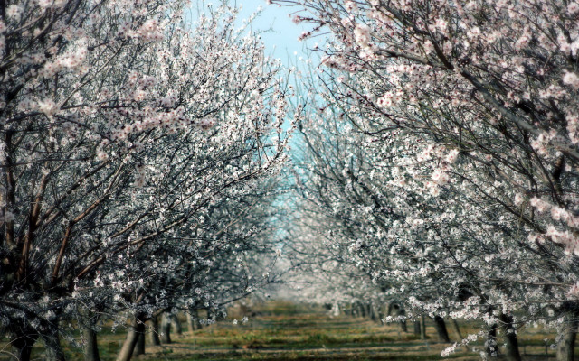 Tree cherry blossoms autumn park free wallpaper - medium preview image