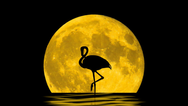 Flamingo fullmoon water magicrealism illustration free wallpaper - medium preview image