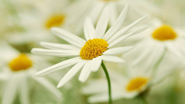 White yellow flower macro blurry free wallpaper - medium preview image