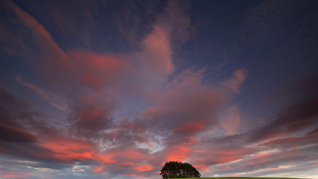 Lone tree field pink sky free wallpaper - medium preview image