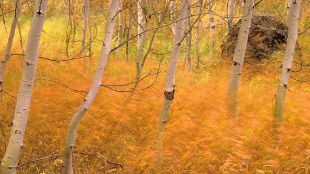 Autumn forest trees grass rocks free wallpaper - medium preview image
