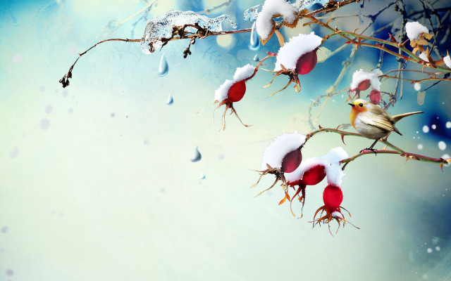 Bird snow branch water drops free wallpaper - medium preview image