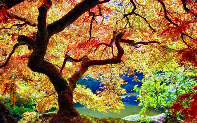 Autumn leaves tree lake plein free wallpaper - medium preview image