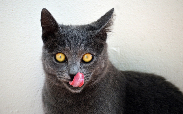 Black cat yellow eyes tongue free wallpaper - medium preview image
