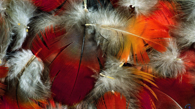 Feathers closeup ecological art macro free wallpaper - medium preview image