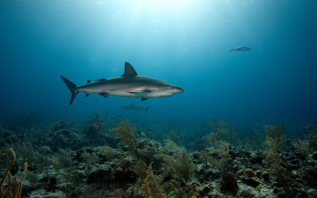 Shark fish ocean sunbeam underwater #3 free wallpaper - medium preview image