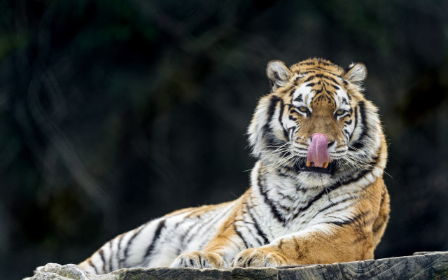 Tiger blowing out tongue wildlife free wallpaper - medium preview image