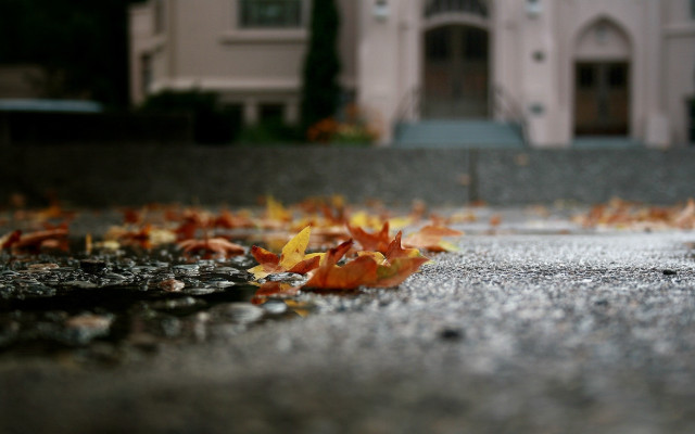 Leaves street clocktower heidelberg shallowdepth free wallpaper - medium preview image