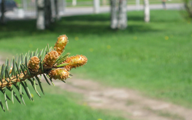 Pine branch cones park bench free wallpaper - medium preview image